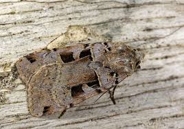 Attēlu rezultāti vaicājumam “Xestia triangulum”