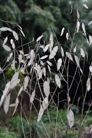 Attēlu rezultāti vaicājumam “Lunaria rediviva leaf”