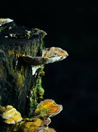 Attēlu rezultāti vaicājumam “Willkommlangea reticulata young”