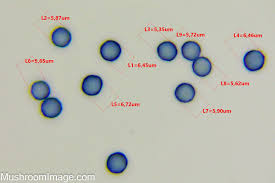 Attēlu rezultāti vaicājumam “Stemonitopsis aequalis var. microspora macro”