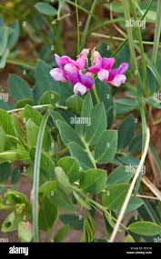 Attēlu rezultāti vaicājumam “Lathyrus japonicus subsp. maritimus”