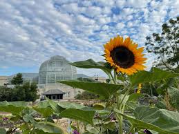 Attēlu rezultāti vaicājumam “Helianthus annuus flower”
