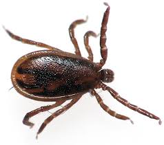 Attēlu rezultāti vaicājumam “Ixodes male”