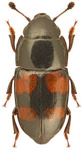 Attēlu rezultāti vaicājumam “Glischrochilus grandis”