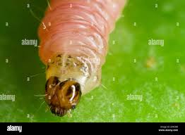 Attēlu rezultāti vaicājumam “Cydia pomonella”