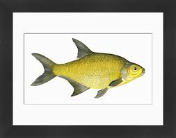 Image result for Abramis brama