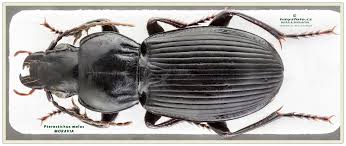 Attēlu rezultāti vaicājumam “Pterostichus aterrimus”