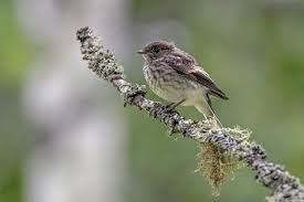 Attēlu rezultāti vaicājumam “Ficedula hypoleuca juvenile”