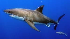 Image result for Carcharodon carcharias