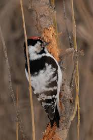 Attēlu rezultāti vaicājumam “Dendrocopos minor”
