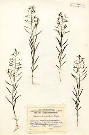 Attēlu rezultāti vaicājumam “Thesium ebracteatum leaf”