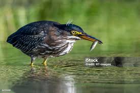 Image result for Butorides virescens