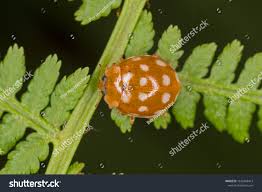 Attēlu rezultāti vaicājumam “Calvia quatuordecimguttata”