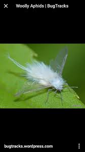 Attēlu rezultāti vaicājumam “Drepanosiphum platanoidis exuvia”