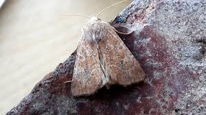 Attēlu rezultāti vaicājumam “Chortodes fluxa”