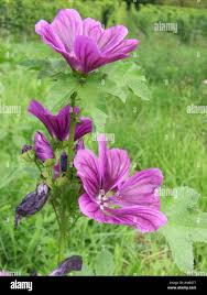 Image result for Malva sylvestris var. mauritiana