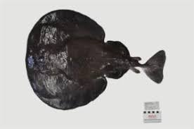 Image result for Tetronarce nobiliana