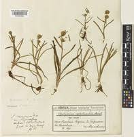 Attēlu rezultāti vaicājumam “Sparganium minimum”