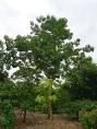 <b>Sterculia</b> Gallery