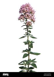 Attēlu rezultāti vaicājumam “Origanum vulgare flower”