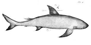 Image result for Cetorhinus maximus