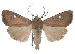 Attēlu rezultāti vaicājumam “Celaena leucostigma”