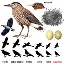 Image result for Nucifraga caryocatactes