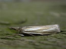 Attēlu rezultāti vaicājumam “Crambus silvella”