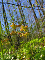 Attēlu rezultāti vaicājumam “Epimedium alpinum”