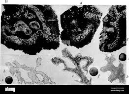 Attēlu rezultāti vaicājumam “Badhamia nitens”