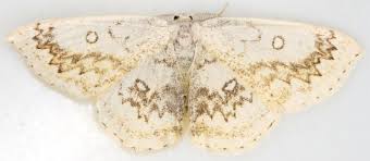 Attēlu rezultāti vaicājumam “Cyclophora annularia”