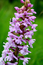 Attēlu rezultāti vaicājumam “Gymnadenia conopsea”