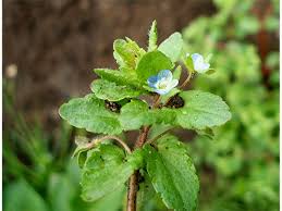 Attēlu rezultāti vaicājumam “Veronica agrestis leaf”