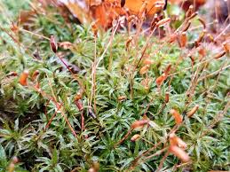 Attēlu rezultāti vaicājumam “Pogonatum dentatum”