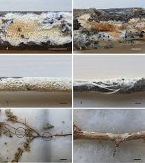 Attēlu rezultāti vaicājumam “Phlebia serialis”