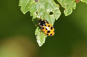 Attēlu rezultāti vaicājumam “Hippodamia tredecimpunctata”
