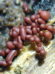 Attēlu rezultāti vaicājumam “Heterotrichia obvelata (syn. Arcyria obvelata) spores”