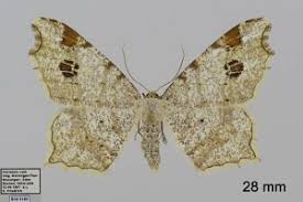 Attēlu rezultāti vaicājumam “Macaria notata”