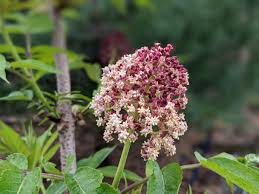 Attēlu rezultāti vaicājumam “Sambucus racemosa flower”