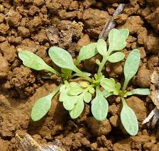 Attēlu rezultāti vaicājumam “Enteridium liceoides young”