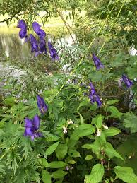 Attēlu rezultāti vaicājumam “Aconitum napellus bud”