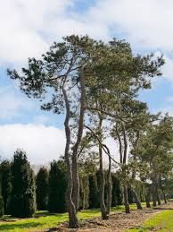 Attēlu rezultāti vaicājumam “Pinus sylvestris var. turfosa”