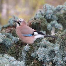 Attēlu rezultāti vaicājumam “Garrulus glandarius adult”