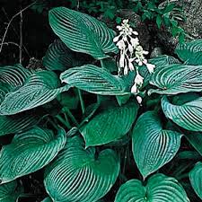 Image result for Hosta sieboldiana 'Elegans'