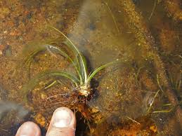 Attēlu rezultāti vaicājumam “Isoetes echinospora”