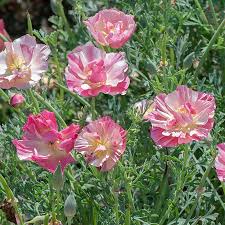 Image result for Alcea rosea `Appleblossom`