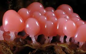 Attēlu rezultāti vaicājumam “myxomicetes”