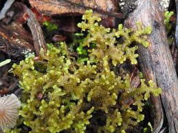 Attēlu rezultāti vaicājumam “Ptilidium ciliare”