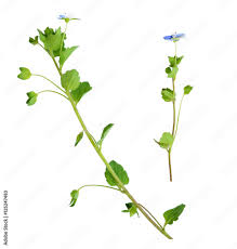 Attēlu rezultāti vaicājumam “Veronica filiformis”