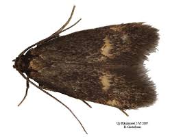 Attēlu rezultāti vaicājumam “Borkhausenia minutella”